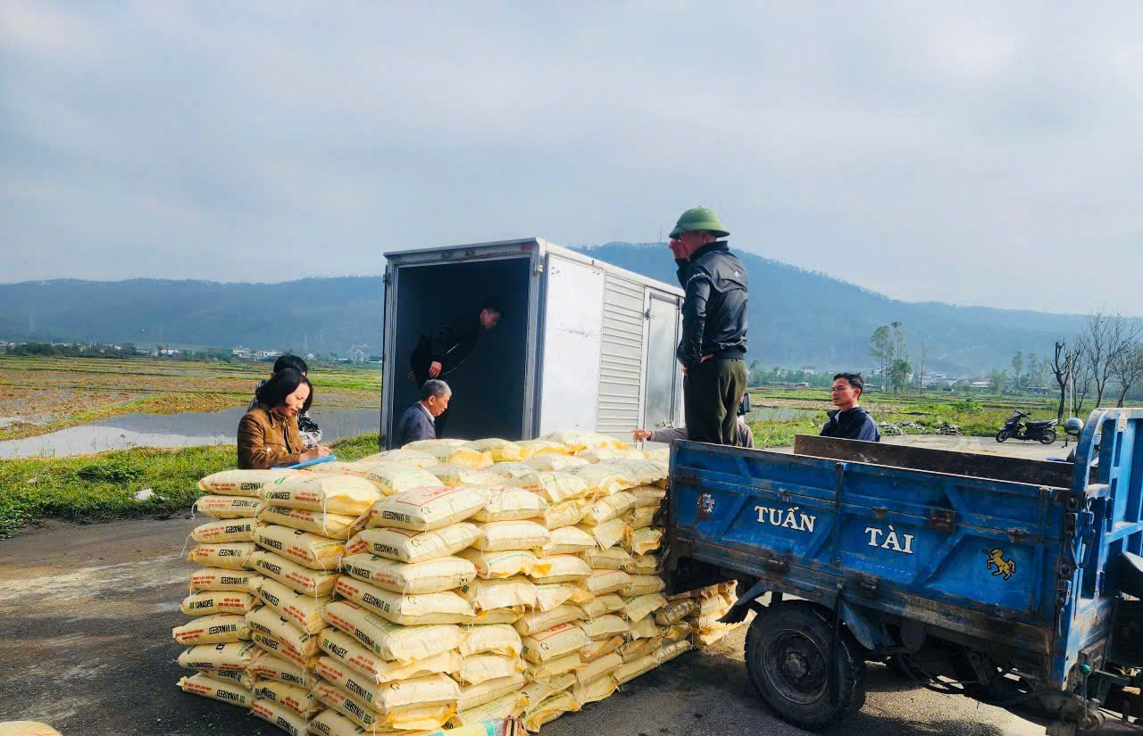 Phường Bắc Hồng Lĩnh cấp phát giống lúa từ nguồn dự trữ Quốc gia phục vụ sản xuất vụ Xuân 2026