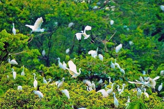 Tuyên truyền về bảo vệ động vật hoang dã, chim di cư và nguồn lợi thủy sản  